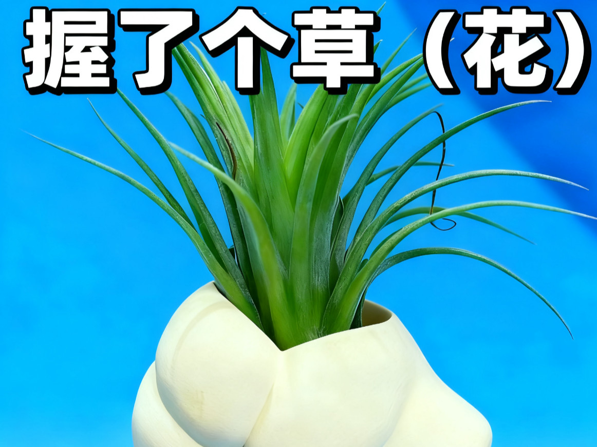 握了个草（花）盆