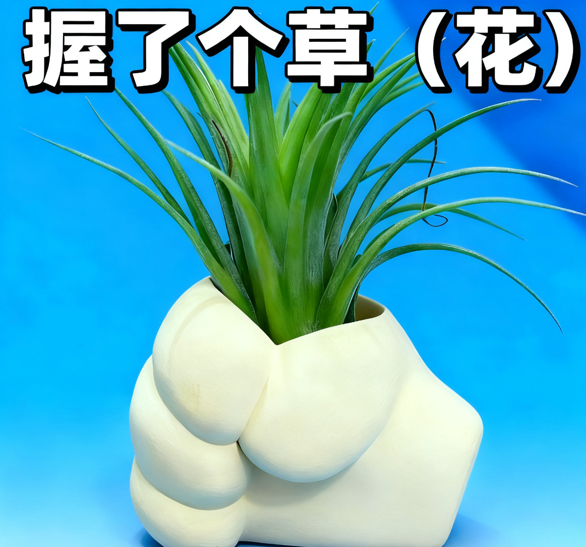 握了个草（花）盆