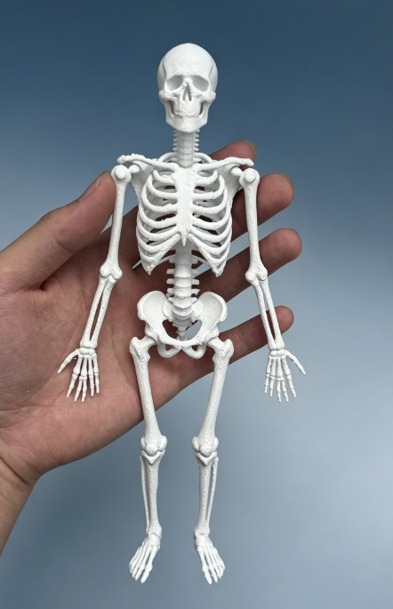 人体骨骼生物教学模型