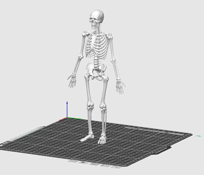 人体骨骼生物教学模型