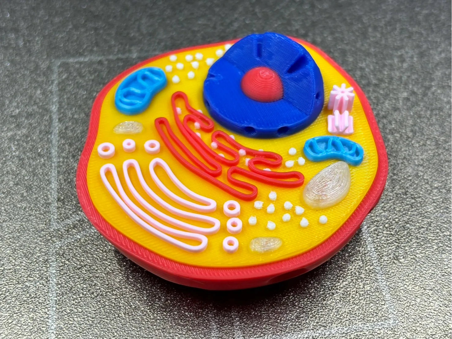 动物细胞
