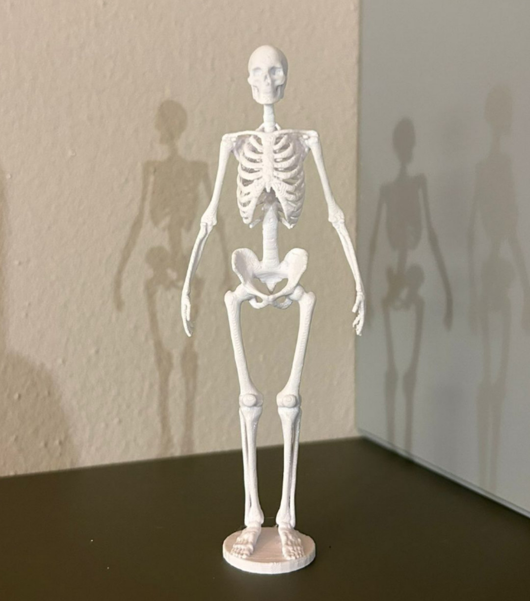 人体骨骼的骨骼解剖学