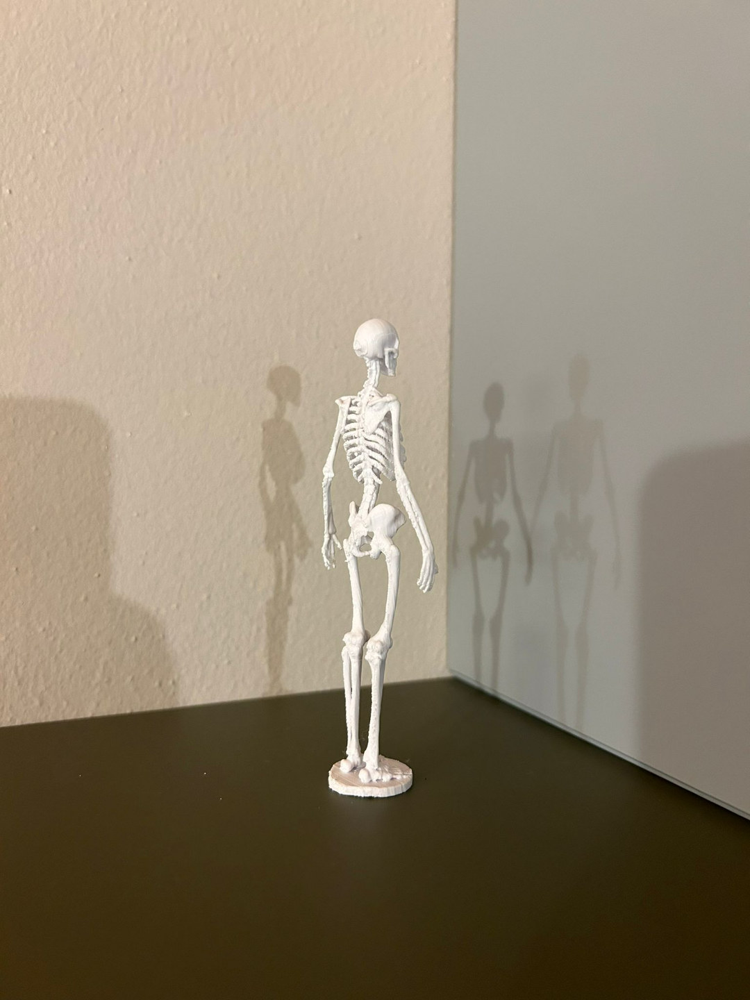 人体骨骼的骨骼解剖学