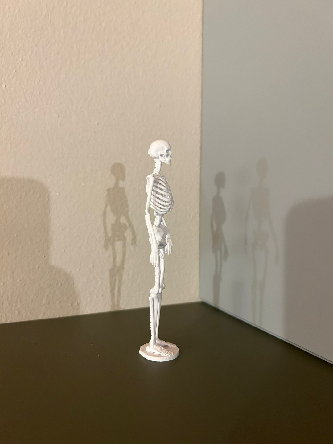 人体骨骼的骨骼解剖学