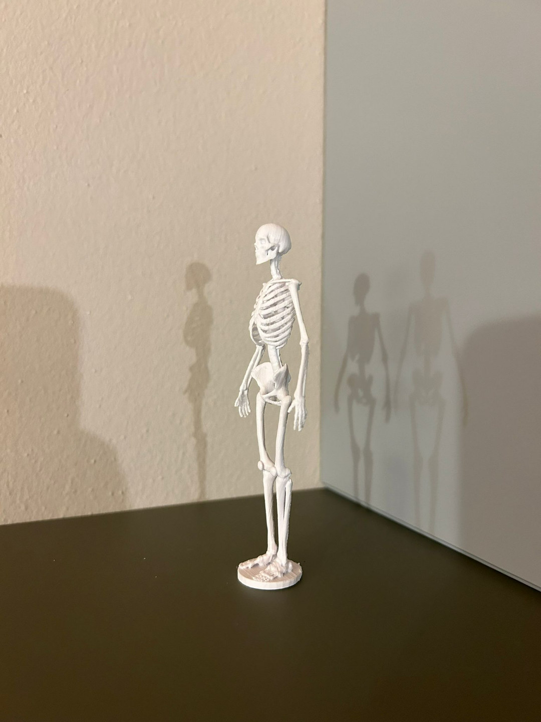 人体骨骼的骨骼解剖学
