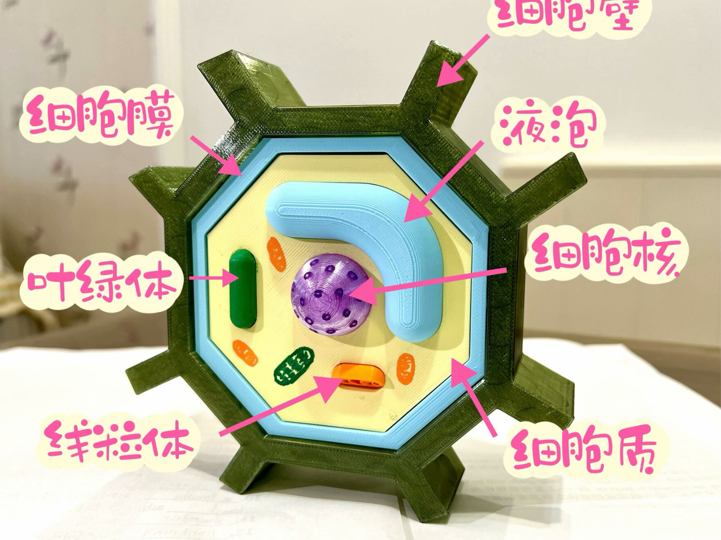 植物细胞解剖模型（无需AMS，可组装）